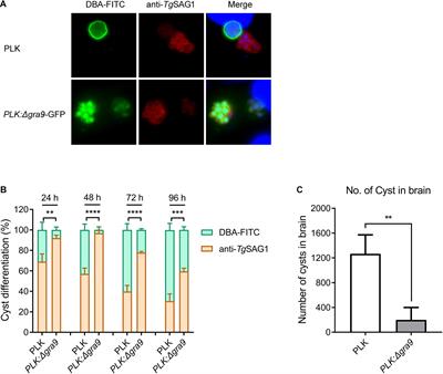 PLK:Δgra9 Live Attenuated Strain Induces Protective Immunity Against Acute and Chronic Toxoplasmosis